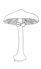 Line drawing mushroom illustration vector outline