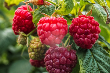 Close-up ripe raspberry in the garden