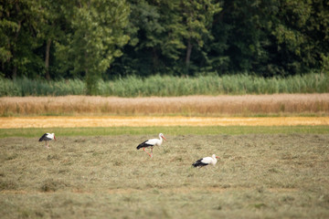 White Stork in summer on field