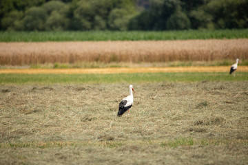 Obraz na płótnie Canvas White Stork in summer on field