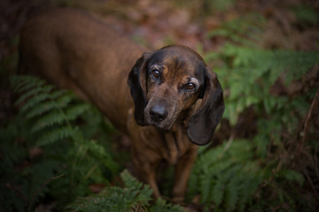 Bayerischer Gebirgsschweisshund