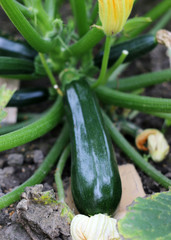 Zucchini grows in a garden close – up view