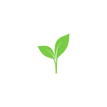 Young sprout green vector icon. Sprout with leaves simple plant symbol.