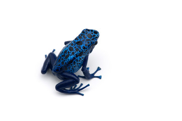 The blue poison dart frog isolated on white background