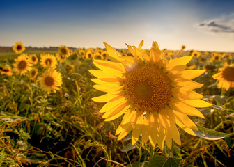 sunflower, flower, field, summer, sky agriculture