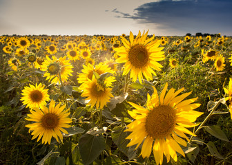 sunflower, flower, field, summer, sky agriculture