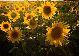 sunflower, flower, field, summer, sky agriculture