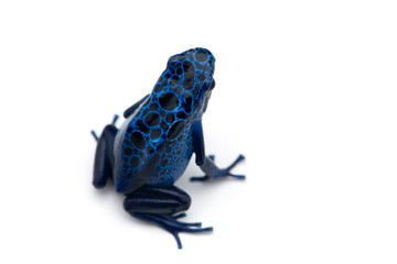 The blue poison dart frog isolated on white background
