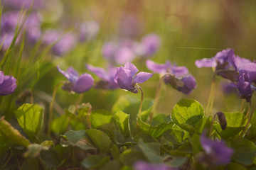 delicate violet violets with green leaves in the early morning