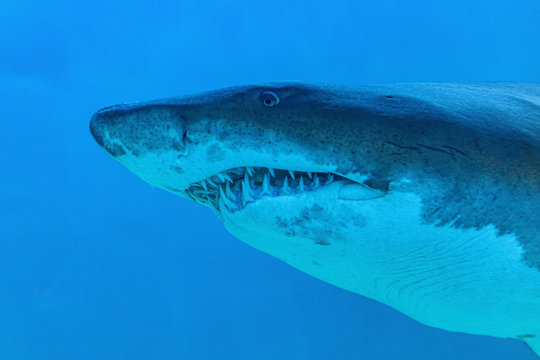 About the sea fish and freshwater fish in Aquarium