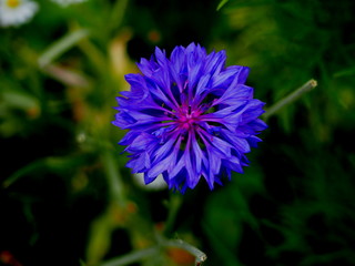 Obraz premium Kornblümchen