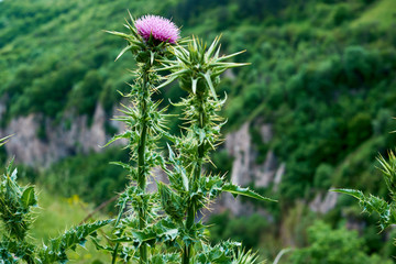 young flower of a turnip with big needles growing in the mountains.