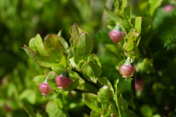 A shrub of European blooming blueberry (Vaccinium uliginosum) in Andorra. Flower of blueberry