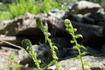 Fresh young fern green leaves in Andorra mountains