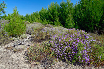 Thymian (Thymus) auf dem Peloponnes, Griechenland - thyme on Peloponnese, Greece