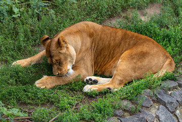  beautiful lioness, on the background of green trees in the zoo