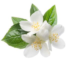 Blooming jasmine branch isolated on white.