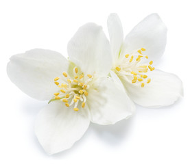 Naklejka na ściany i meble Tender jasmine flowers on white background. Clipping path.