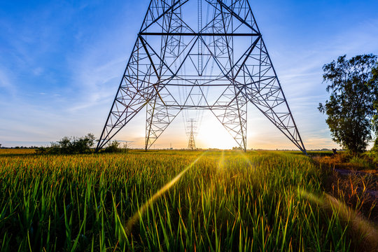 Electric pole and Rice field with the morning light