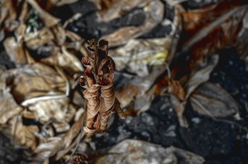 A tree dead in the flower pot because arid.