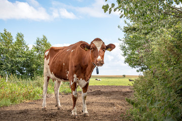 Naklejka premium Young red and white cow is standing on a milk path and looks friendly and a bit silly on a sunny day on Schiermonnikoog.