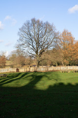gardens and estate of packwood house warwickshire england uk