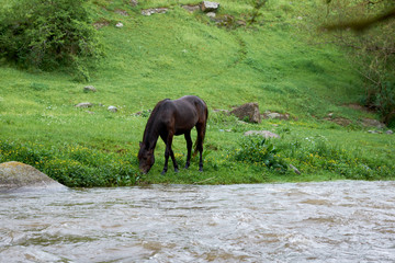 Fototapeta premium horses grazing on mountain slopes, feeding on green grass and drinking water from a mountain river on a cloudy day.