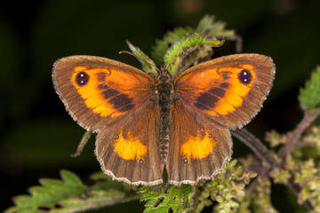Fototapeta premium Gatekeeper Butterfly (Pyronia tithonus) commonly known as Hedge Brown