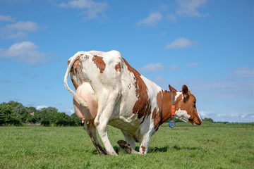 Red and white cow kneels in the middle of a green pasture, knees in the grass, thick udder upwards.