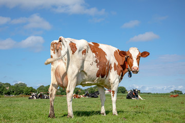 Plakat Cow turning her head to look backwards. Red and white cow from behind, swinging tail, pink udder under a blue sky in a pasture.