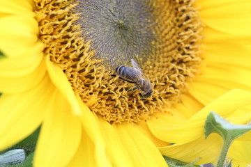 Sonnenblume mit Biene Nahaufnahme Nahaufname 2