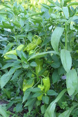 Pimientos de Padron - grün