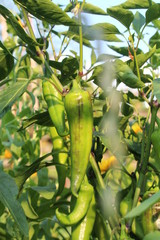 Chillies am Busch