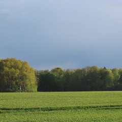 Fototapeta premium summer landscape in northern germany, fields, meadows, trees and bright blue sky