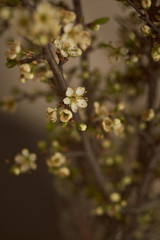 flowering sprigs of cherries in the interior, in a vase