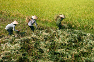 rice harvest in vietnam, real people