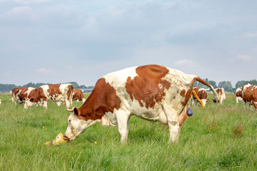 Fototapeta na wymiar Cow giving birth to a twin, in labor, one just born baby calf lying in a meadow, the second one sticking out a leg, breed montbeliarde.