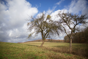[aufgebäumt im frühjahr]