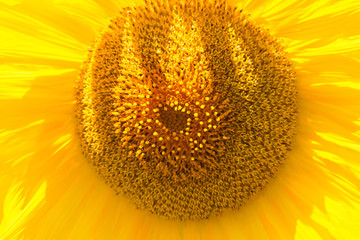 sunflower.sunflower natural background.