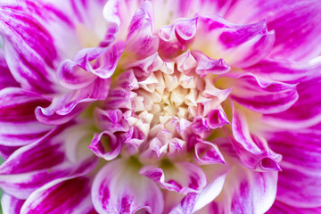 Chrysantheme / Dahlie in voller Blüte im Sommer mit schönem Farbverlauf von violett zu weiß verschönert den heimischen Garten und bezaubert Mütter am Muttertag