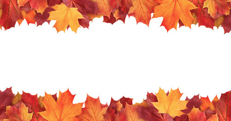 Naklejka na ściany i meble Amazing colorful background of autumn maple tree leaves background with white empty space. Multicolor maple leaves autumn background. High quality resolution picture