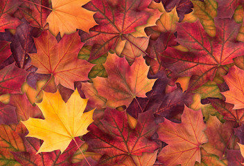 Naklejka na ściany i meble Amazing colorful background of autumn maple tree leaves background close up. Multicolor maple leaves autumn background. High quality resolution picture