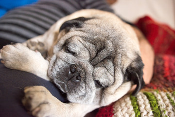 Old Pug Carlino Dog sleeping at home