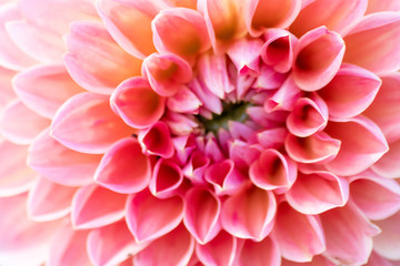 Farbenprächtige Ball-Dahlie mit verschiedenen Farbschattierungen und schönen Blütenkelchen zeigen die Schönheit von Sommer und Frühling im Garten