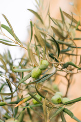 Fototapeta na wymiar olive tree growing in the city of mdina in malta