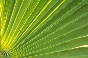 Obraz premium fragment of a large green palm leaf close-up