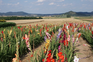 A colorful flower sea of gladioli on a field