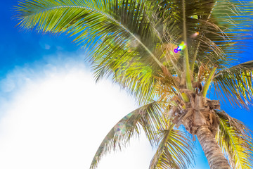 palm tree on background of blue sky