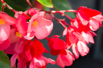 Fototapeta premium Begonia being pollinated. Detail of the pollination moment of Begonia coccinea. Selective focus