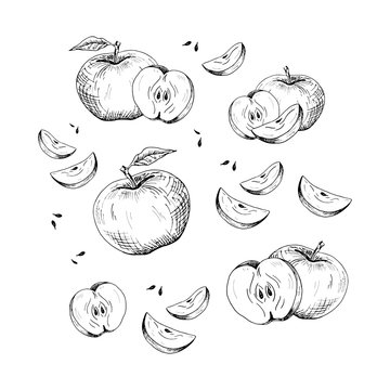 Apple set. Collection of hand-drawn black apple and apple slices, isolated on white background. Sketch style illustration.